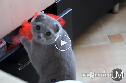 Better watch out for these adorable thieves!!